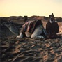 MarocThumb